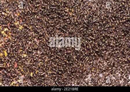 Small crickets just after hatching. Breeding of crickets. Food insects close up on a macro scale. Stock Photo