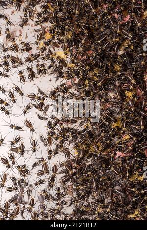 Small crickets just after hatching. Breeding of crickets. Food insects close up on a macro scale. Stock Photo