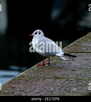 Young seagull resting on a dock by the waters edge. Stock Photo