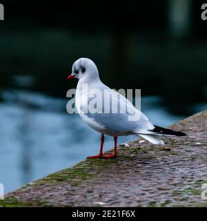 Young seagull resting on a dock by the waters edge. Stock Photo