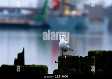 Young seagull resting on a dock by the waters edge. Stock Photo