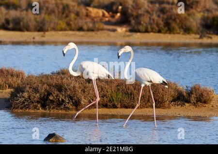 Two greater flamingos (Phoenicopterus roseus) at Estanyets de Can Marroig salt marsh (Ses Salines Natural Park, Formentera, Balearic Islands, Spain) Stock Photo