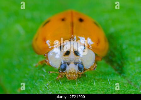 Asian ladybird hatched, Frisch Geschlüpfter asiatischer Marienkäfer, Harlekin-Marienkäfer kurz nach Schlupf Stock Photo