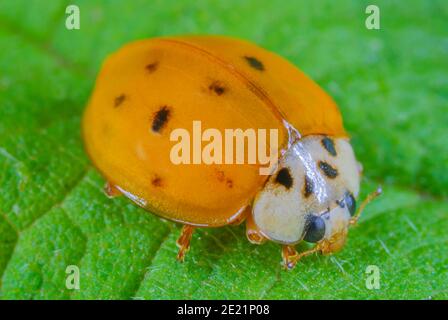 Asian ladybird hatched, Frisch Geschlüpfter asiatischer Marienkäfer, Harlekin-Marienkäfer kurz nach Schlupf Stock Photo