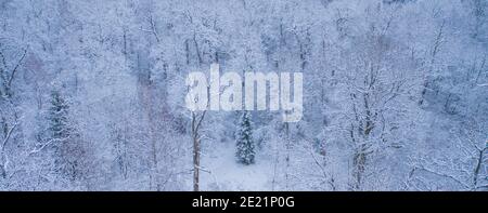 Blue background texture of a frozen forest at winter, top earial view Stock Photo