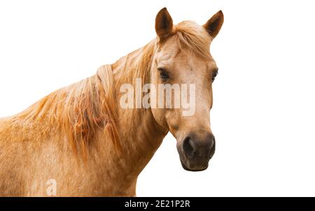 Isolated portrait of young horse on white background, light brown horse, close up face, horse facing to camera. Stock Photo