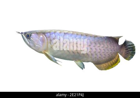 Isolated beautiful fish Arowana or Asian bonytongue Arowana on white background, gold and silver colors. Science name is Scleropages formosus Stock Photo