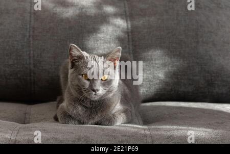 Young scottish straight cat sits on the gray couch. Animals stay at home concept. Close up. Copy space. Stock Photo