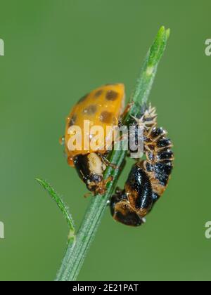 Asian ladybird hatched Stock Photo