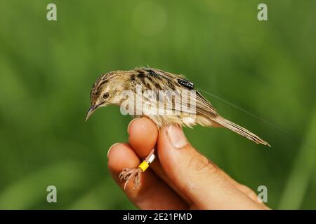 Zitting Cisticola (Cisticola juncidis) with colour rings and radio transmitter for scientific bird ringing and telemetry project, Andalusia, Spain Stock Photo