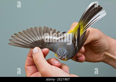 Grey Wagtail (Motacilla cinerea) held by ornithologist and bird ringer for scientific bird ringing, Valencia, Spain Stock Photo