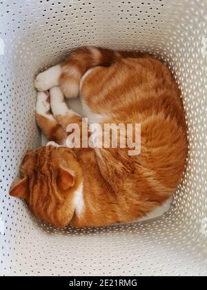 Ginger cat sleeping in a laundry basket Stock Photo