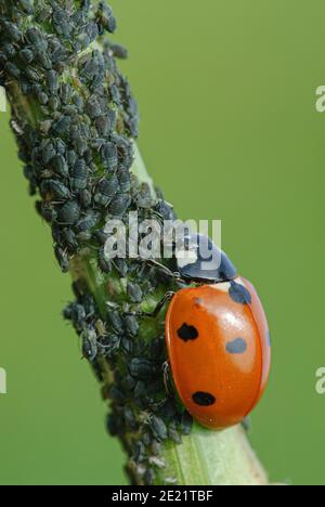 Ladybug kills aphid, Biological pest control with Beneficial animals ...