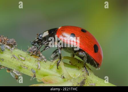 Biological pest control with beneficial ladybugs, Seven-spot Ladybird ...