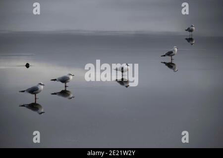 Common Gull Stock Photo