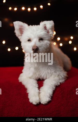 Terrier japanese hot sale spitz