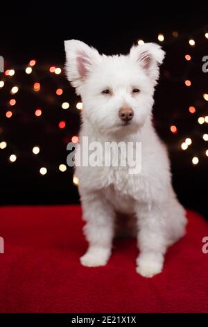 Japanese spitz shih tzu sales puppies