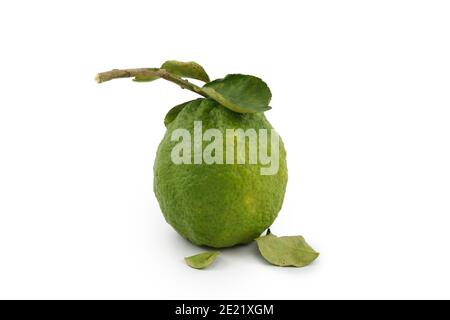 Citrus medica : Big lemon with green leaf isolate on white background. Stock Photo