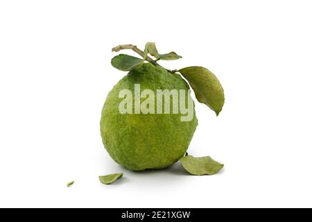 Citrus medica : Big lemon with green leaf isolate on white background. Stock Photo