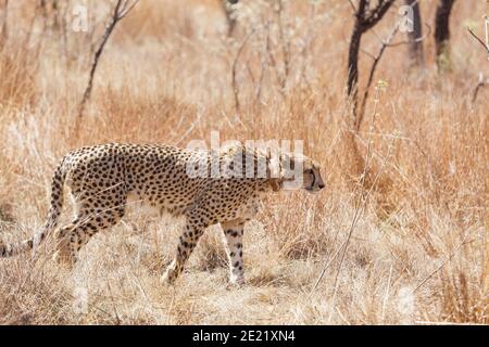 Beautiful leopard in its natural habitat on a sunny day Stock Photo