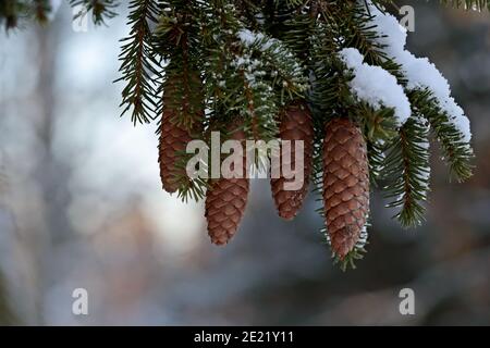 Cones of a birch tree with green needles and snow Stock Photo
