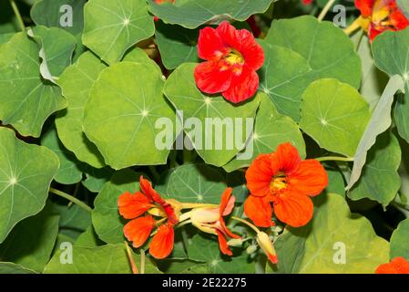 Garden Nasturtium (Tropaeolum majus) Stock Photo
