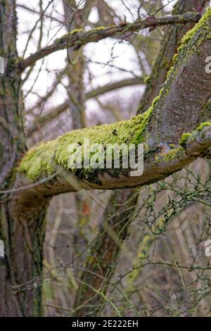 Lichens and mosses on a trunk - Reading - United Kingdom Stock Photo