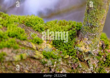 Lichens and mosses on a trunk - Reading - United Kingdom Stock Photo