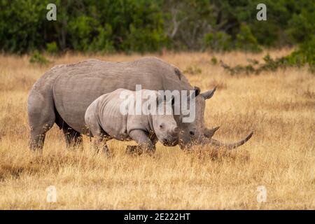 South white rhinoceros mother with baby calf move on dry grass in Ol Pejeta Conservancy, Kenya. Near threatened African wildlife in safari destination
