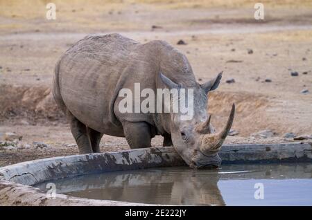 Southern white rhinoceros (Ceratotherium simum) drinks at water trough in Ol Pejeta Conservancy, Kenya, Africa. Near threatened species African rhino Stock Photo
