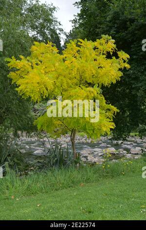 Sunburst Honeylocust, Gleditsia triacanthos Suncole tree Stock Photo