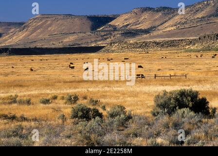 Cattle in Diamond Valley, Diamond Loop National Back Country Byway, Harney County, Oregon Stock Photo