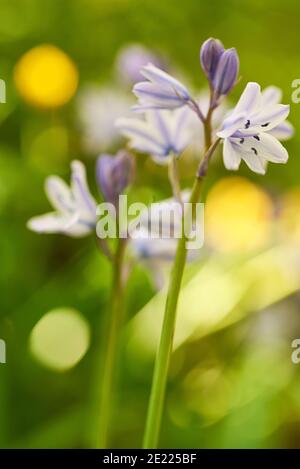 Bluebells in a Somerset woodland in England, Stock Photo
