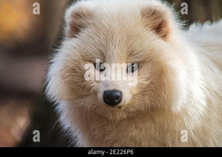 a young white raccoon dog in Zoo Koethen Saxony Anhalt Germany Stock Photo