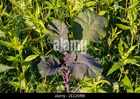 Purple leaf mustard plant growing in a field with other plants, also called Brassica juncea, Korean red mustard or Japanese giant red mustard