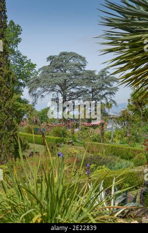 Botanischer Garten, Quinta do Palheiro, Funchal, Madeira, Portugal Stock Photo