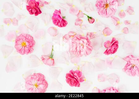Pink floral pattern composition of rose flowers on white background. Flat lay, Top view. Stock Photo