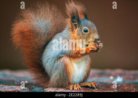 a red squirrel in a forest eats nuts Stock Photo