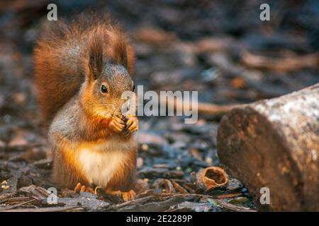 a red squirrel sits on a tree in the forest and eats Stock Photo