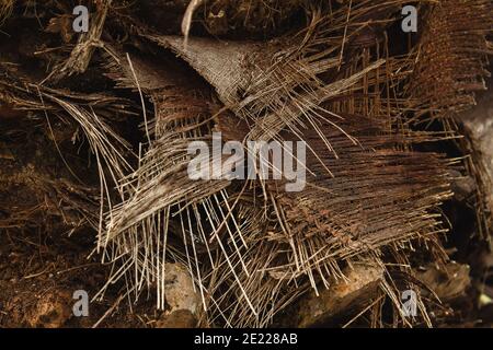 Detail of palm tree trunk vegetal fibers Stock Photo