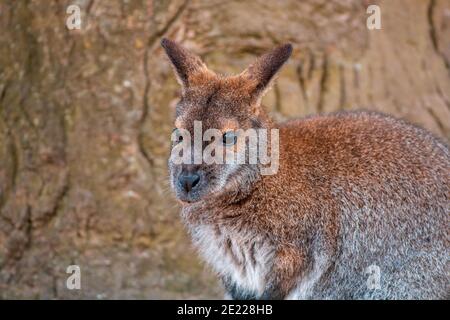 a portrait of a red necked bennett wallaby (Macropus rufogriseus) in zoo koethen, saxony anhalt, germany Stock Photo