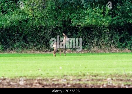 a roe buck stands in a field in front of the forest and eats Stock Photo