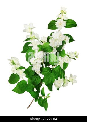 Branch of flowering syringa, isolated on white background. Stock Photo