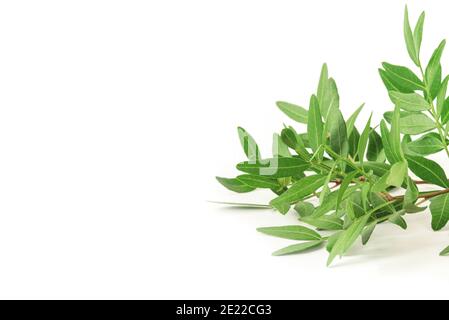 White background with a branch with green leaves. Stock Photo