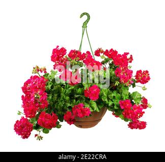 Branch of red geranium, isolated on white background. Stock Photo