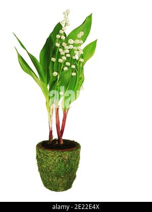 Sprig of lily of the valley in pot, isolated on white background. Stock Photo