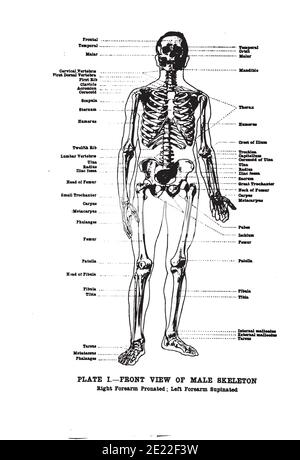 Vertical anatomy drawing and text of the front view of a female ...