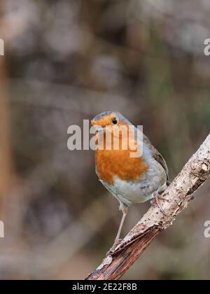 A European Robin (Erithacus rubecula) looking for food in a rural garden in Wakefield, West Yorkshire on a cold winter morning. Stock Photo