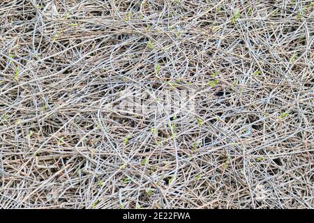 Texture of the dry branches of the vine. Young shoots of a climbing plant with blossoming buds. Background of the dry branches of the vine. Stock Photo