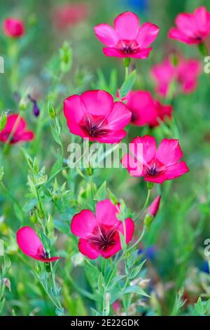 vibrant scarlet flowers of Linum grandiflorum.  Flowering flax, red flax, scarlet flax, and crimson flax Stock Photo
